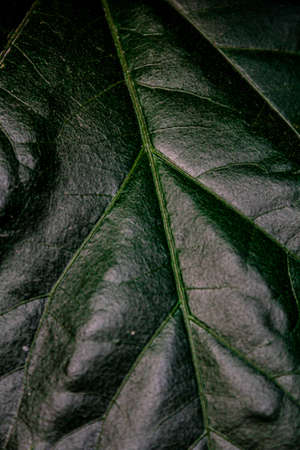 Green leafの写真素材