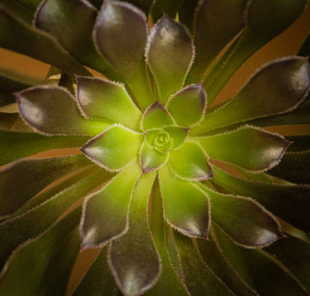 Black roseの写真素材