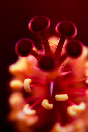 Macro flowerの写真素材