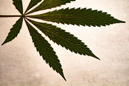 Marijuana leafの写真素材