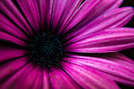 Purple flower macroの写真素材