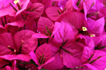 Bougainvillea flowers close-up, background.