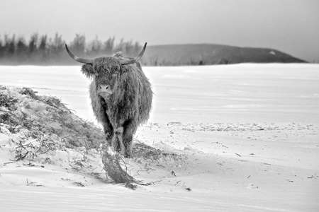 A Highlander Cow in winterの写真素材