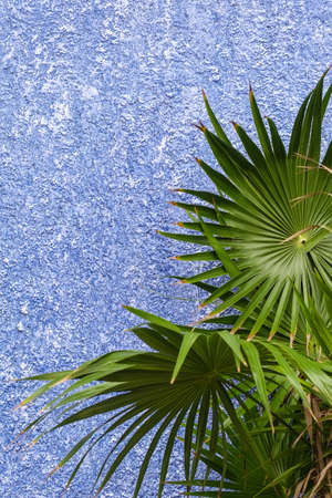 Green leaves on a violet wallの写真素材