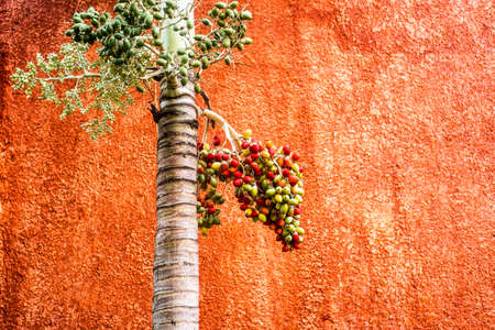 Tropical fruits on an orange wallの写真素材