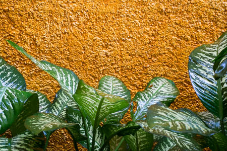 Tropical green leaves on a yellow wallの写真素材