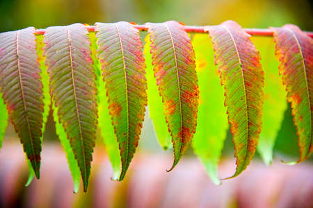 Green autumn leavesの写真素材