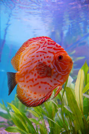 adult Discu, tropical aquarium fishの写真素材