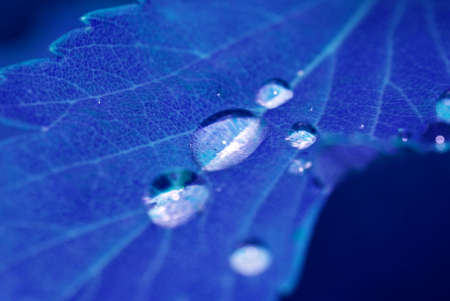 blue flowerの写真素材