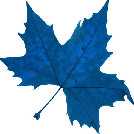 leaf isolated in a white backgroundの写真素材