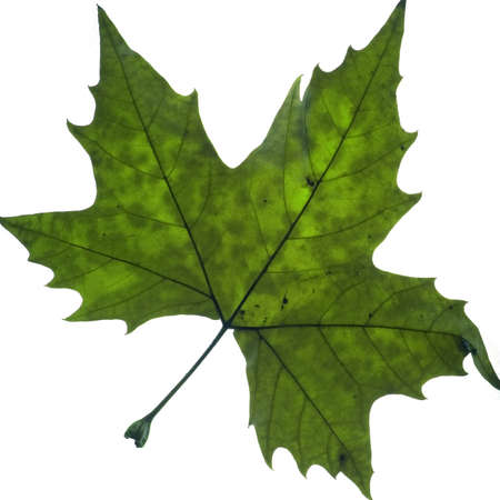 leaf isolated in a white backgroundの写真素材