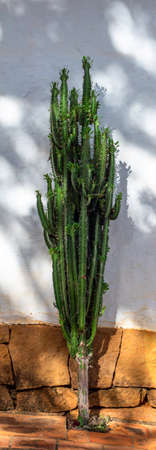 Cactus against a traditional house wall in Barichara, Colombia.の写真素材