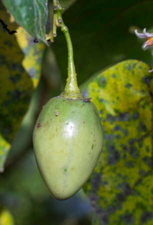 The tamarillo (Solanum betaceum) is an egg-shaped edible fruit. It is also known as the tree tomato,...
