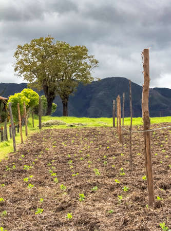 Beautiful colombian landscape in the rural hills of Tenjo, with vegetable crops, Cundinamarca, Colombia.の写真素材