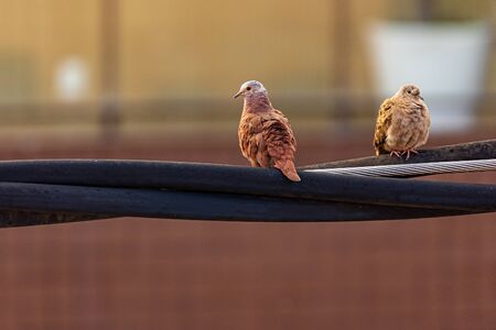 A beautiful couple of Columbina birds, also known as Rolinhas, resting on the wires of a pole, on a beautiful morning.の写真素材
