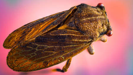 Macro photography of a brown leafhopper, close up. Selective focus.