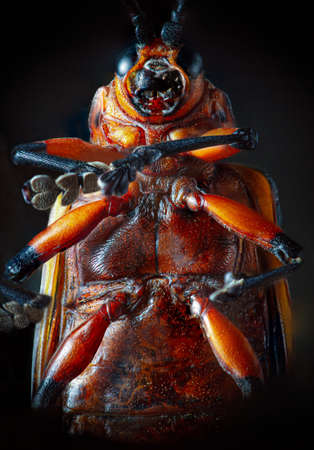 Macro photography of a defoliating beetle. Close up. Selective focus.