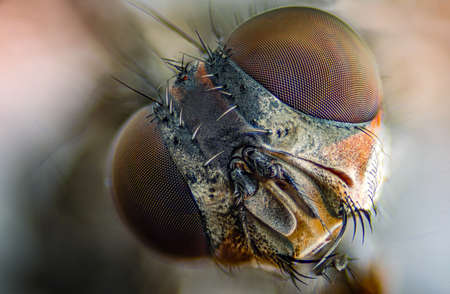 Macro photograph of the eyes of a green house fly, from the Muscidae family. Selective focus.の写真素材