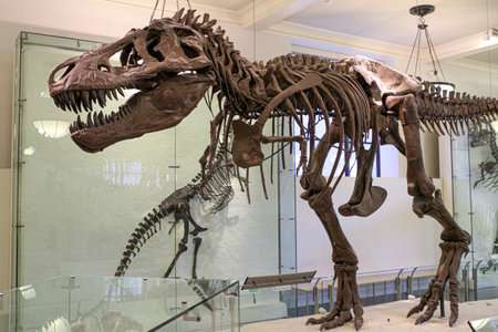 New York / New York / United States - April 14, 2011: Museum of Natural History, fossil of the...