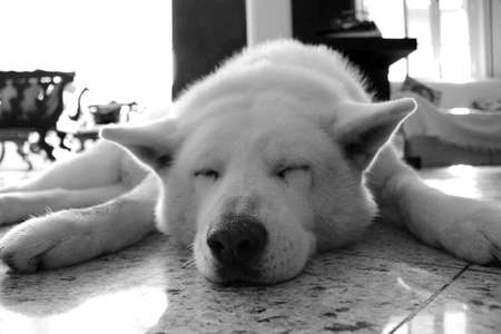Sleeping white furry dogの写真素材