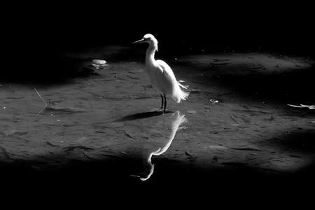 Heron taking rest on a small lakeの写真素材