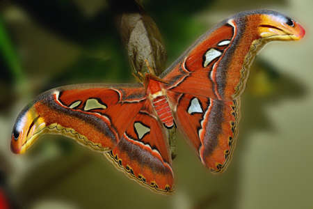 Attacus Atlas, tropical butterflyの写真素材