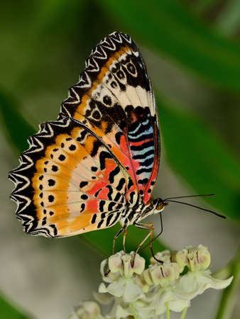 tropical butterflyの写真素材