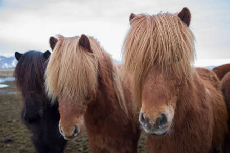 Three icelandic horses positioned in an diagonal line. They have the eyes covered by the long hair...