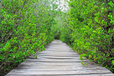 Way in the forestの写真素材