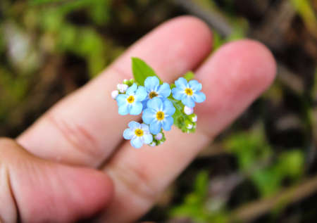 Light-Blue Flowersの写真素材