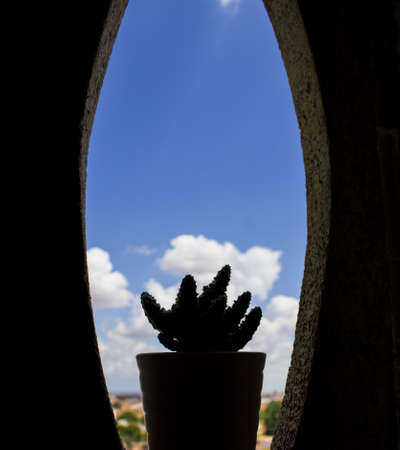 Cactusの写真素材
