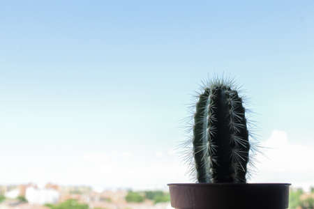 Cactusの写真素材