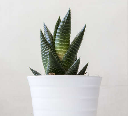 Cactusの写真素材