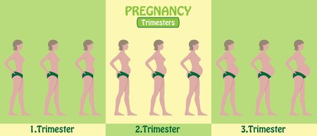 Pregnancy Trimesters of pregnant woman with pants. All the objects and body stages are in different layers and the text types do not need any font.のイラスト素材