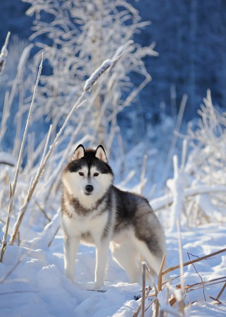 Siberian husky dog on the background of trees with snowの写真素材