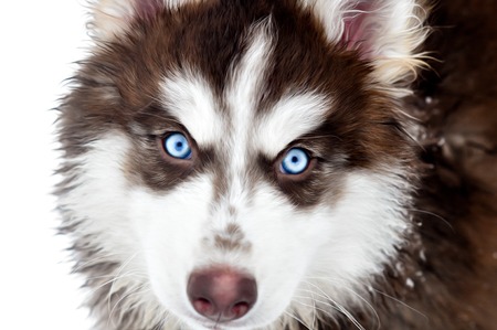 Husky portraitの写真素材