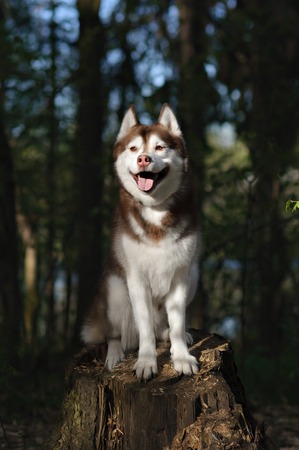 siberian husky dog in the parkの写真素材