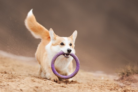 dog Welsh Corgi flyingの写真素材