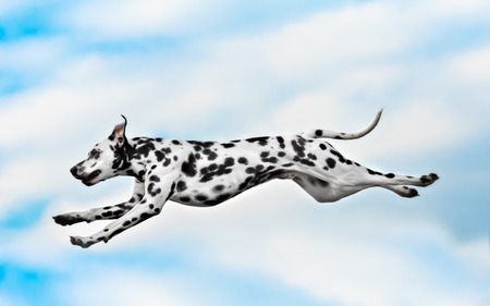 Dog breed Dalmatian jumping on a background of blue skyの写真素材