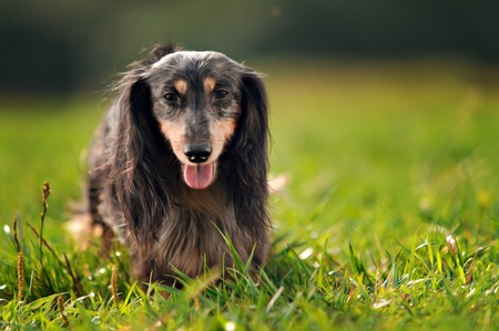 a miniature long haired dachshundの写真素材