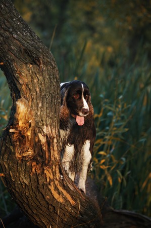 A beautiful English Springer Spaniel dogの写真素材