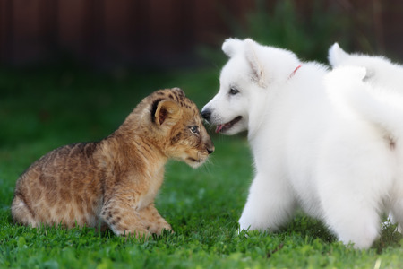 White Swiss Shepherds puppy lying with lion on green grass