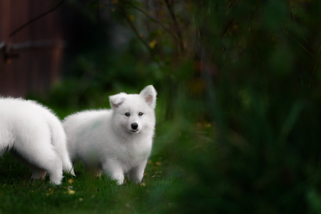 White Swiss Shepherds funny puppy in outdooreの写真素材