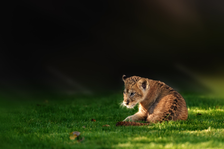 Little beautiful lion cub on a green grassの写真素材