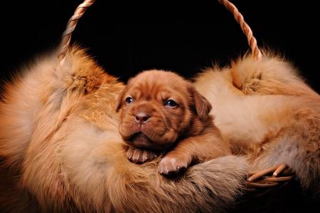red puppy and fur in the basketの写真素材