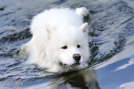 Smiling happy Samoyed dog in the autumn parkの写真素材