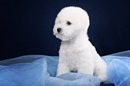 Cute little Bichon puppy in the studioの写真素材
