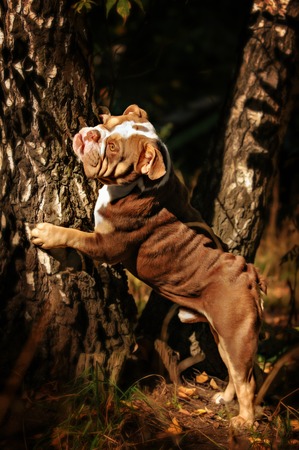 A lilac color English Bulldog sits on a bed of autumn leavesの写真素材