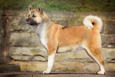 american akita dog standing in outdoors. sunny dayの写真素材