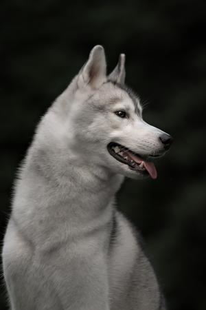 A huskey wolf dog portrait in the autumn park